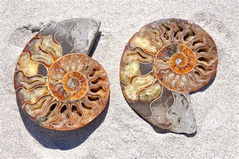 ammonite fossil meaning